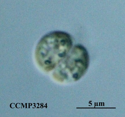 CCMP736 | NCMA at Bigelow Laboratory